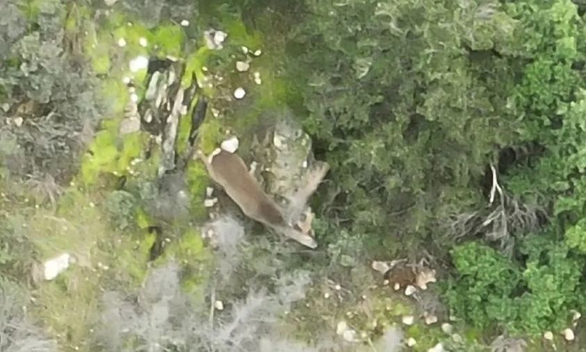 Θεσσαλονίκη: Εντοπίστηκαν ζαρκάδια για πρώτη φορά στο Σέιχ Σου