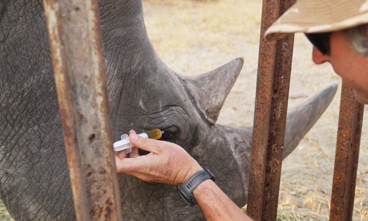 Ζιμπάμπουε: Ζωολόγοι έσωσαν την όραση λευκού ρινόκερου αφού του έβαλαν… κολλύριο στα μάτια