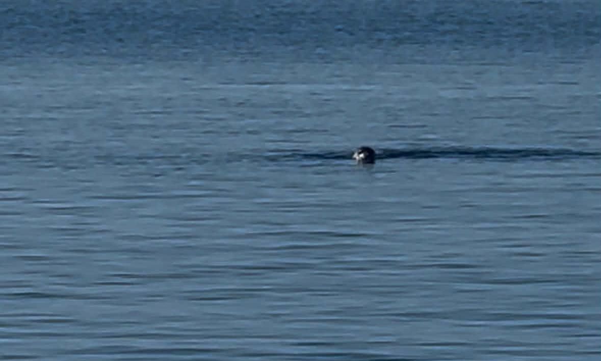Φώκια έκανε την εμφάνισή της στο Λιμάνι της Τήνου – Βίντεο