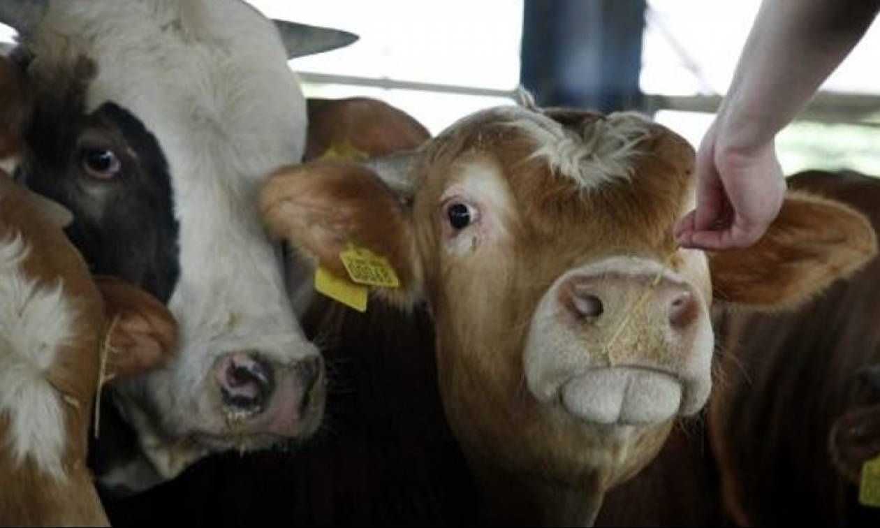 Κύπρος: Κρούσμα αφθώδους πυρετού σε βοειδή στη Λάρνακα – Αποκλείστηκε η περιοχή