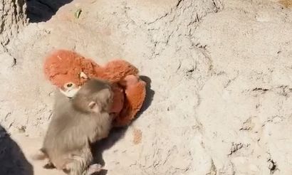 Ιαπωνία: Η ορφανή μαϊμού τρέχει στο λούτρινο «μαμά» της για να σωθεί από επίθεση – Νέο viral βίντεο