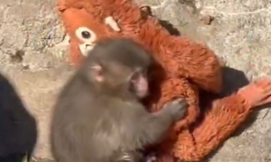 Η IKEA «υιοθετεί» το πιθηκάκι που βρήκε παρηγοριά στη «μαϊμού» της και του δωρίζει λούτρινα