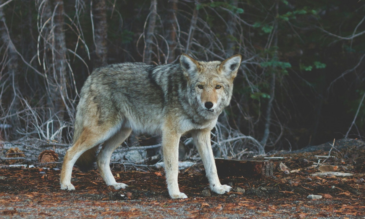 Τρόμος στο Τατόι: Λύκος επιτέθηκε σε ομάδα περιπατητών ανάμεσα σε Κρυονέρι και βασιλικά κτήματα