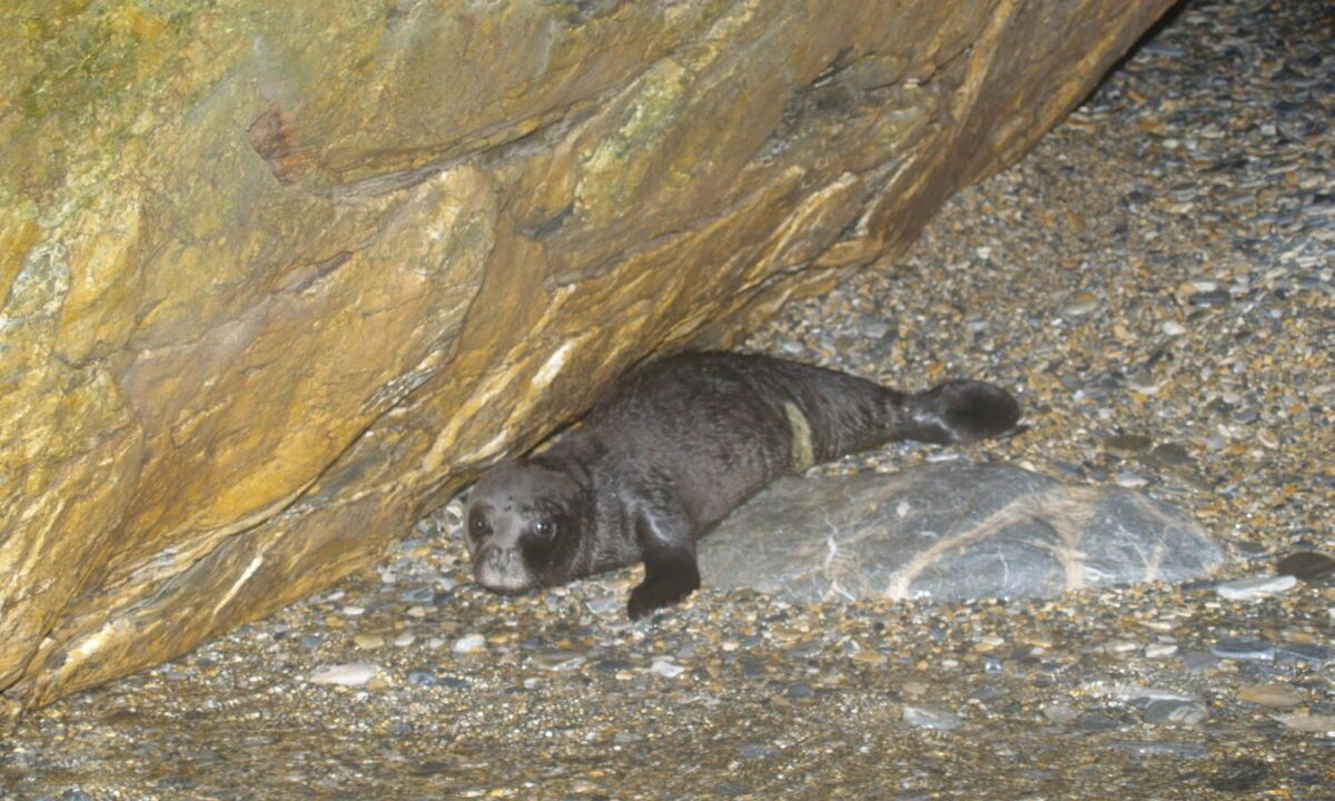 Εθνικό Πάρκο Σποράδων: Ρεκόρ στις γεννήσεις μεσογειακής φώκιας