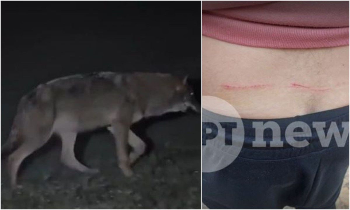 Τατόι: «Έκανα ελιγμούς αλλά με δάγκωσε στη μέση» – Πώς ξέφυγε ο άνδρας που δέχτηκε επίθεση από λύκο