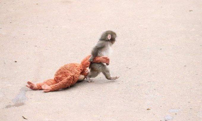 Γιατί ο Punch απορρίπτεται διαρκώς – Μία οδυνηρή αλήθεια για το μαϊμουδάκι που έκλεψε καρδιές