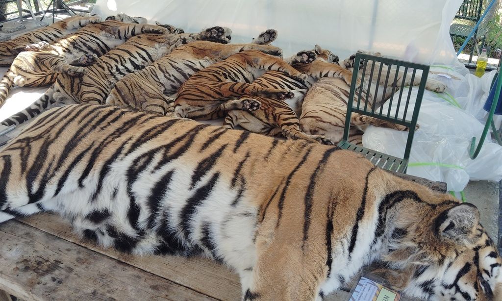 Ταϊλάνδη: 72 τίγρεις πεθαίνουν «μυστηριωδώς» μέσα σε δύο εβδομάδες σε τουριστικό πάρκο