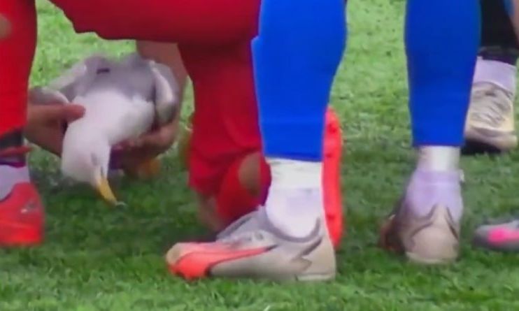 Τουρκία: Πέθανε ο γλάρος που χτυπήθηκε από βολέ τερματοφύλακα – Περαστικός τον βρήκε και τον έθαψε