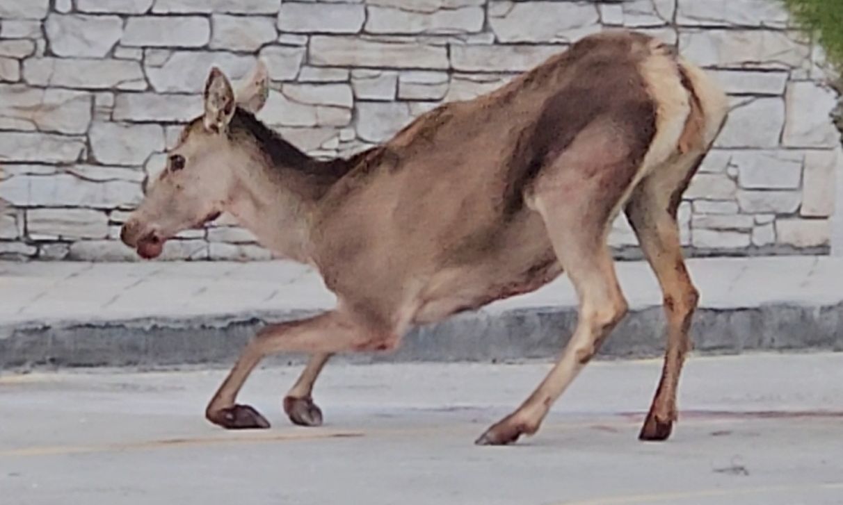 Πάρνηθα: Σοβαρά τραυματισμένο ελάφι – Έκκληση από την ΑΝΙΜΑ