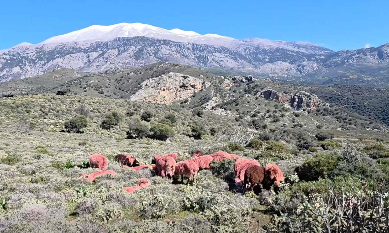 Κρήτη: Κτηνοτρόφος έβαψε κόκκινα τα πρόβατά του για να μην του τα κλέβουν