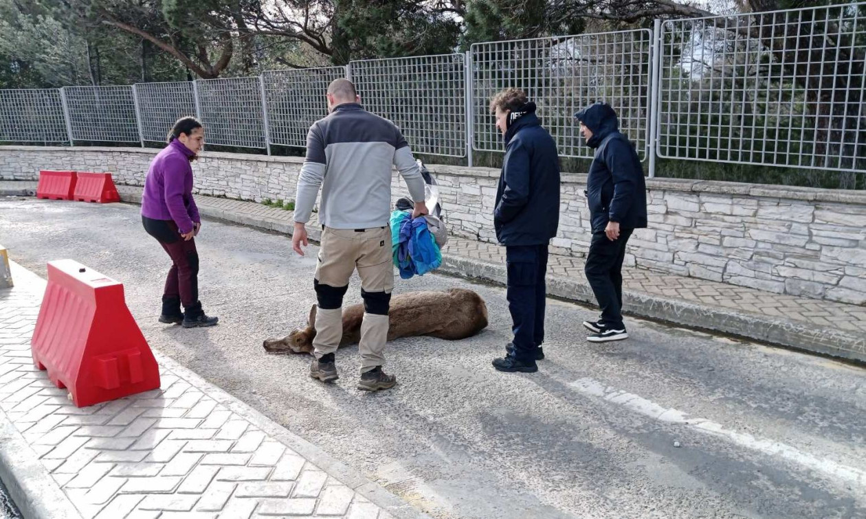Πάρνηθα: Τραυματισμένη ελαφίνα εντοπίστηκε στο πάρκινγκ του τελεφερίκ