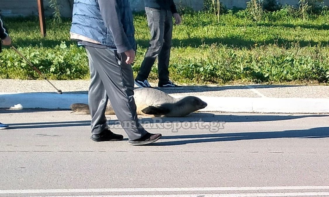 Φθιώτιδα: Φώκια βγήκε στην στεριά και έκανε… βόλτες στην Αρκίτσα – Βίντεο