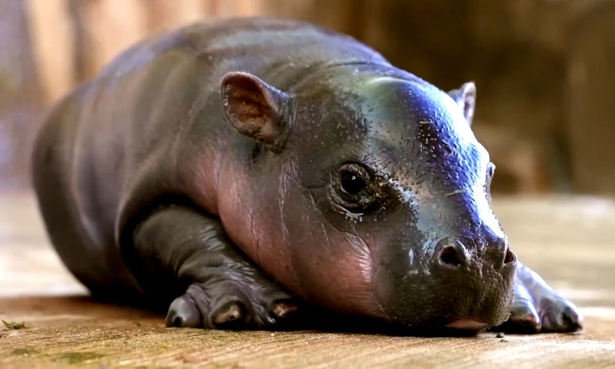 ΗΠΑ: Ένας νέος μικρός πυγμαίος ιπποπόταμος έφτασε στον ζωολογικό κήπο της Αριζόνα – Δείτε βίντεο