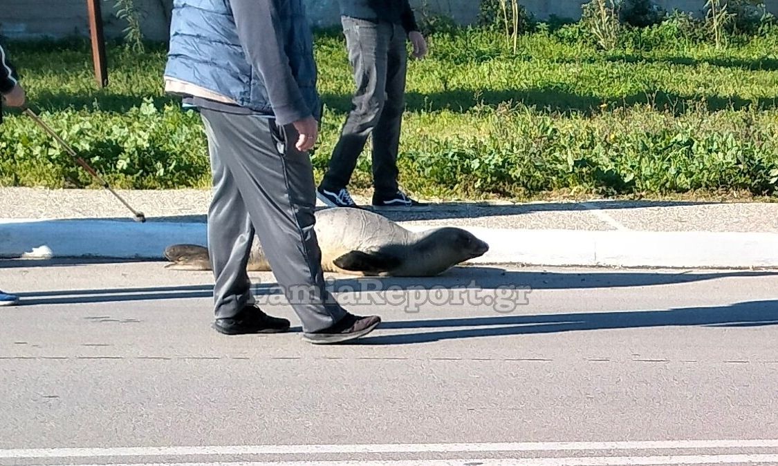 Φθιώτιδα: Μικρή φώκια βγήκε για… βόλτα στους δρόμους της Αρκίτσας – Δείτε βίντεο