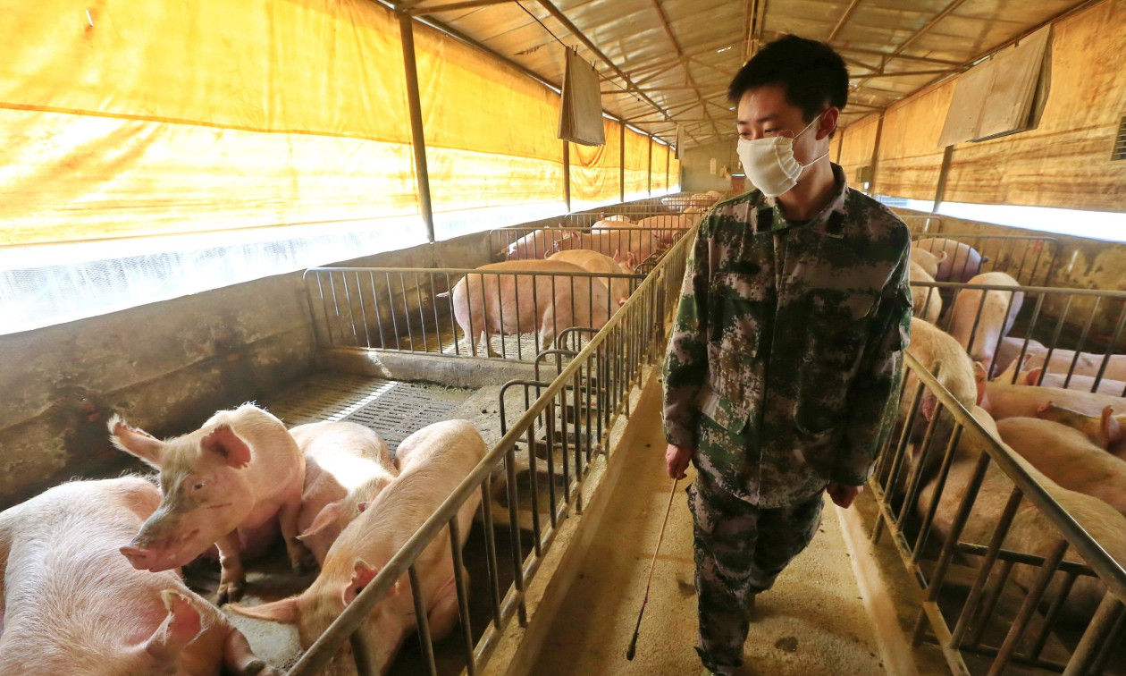 Ισπανία: Ειδοποιεί τον ΠΟΥ για μετάδοση παραλλαγής του ιού της γρίπης των χοίρων στους ανθρώπους