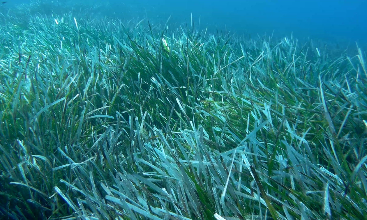 Πώς η Ποσειδωνία Κρατά Ζωντανή τη Μεσόγειο