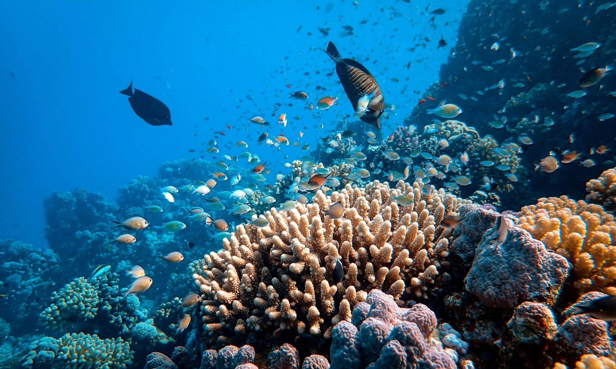 Μαμά και κόρη δύτριες ανακάλυψαν κατά λάθος τη μεγαλύτερη αποικία κοραλλιών στον κόσμο