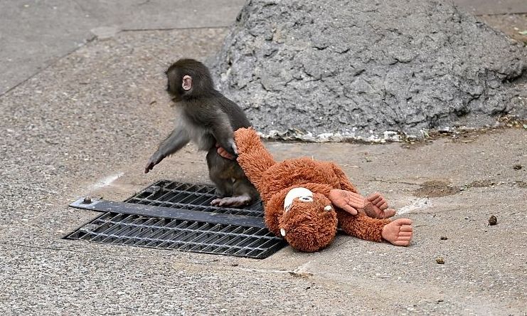 Ιαπωνία: Η μικρή μαϊμού Punch θα χωριστεί υποχρεωτικά από την λούτρινη «μητέρα» της