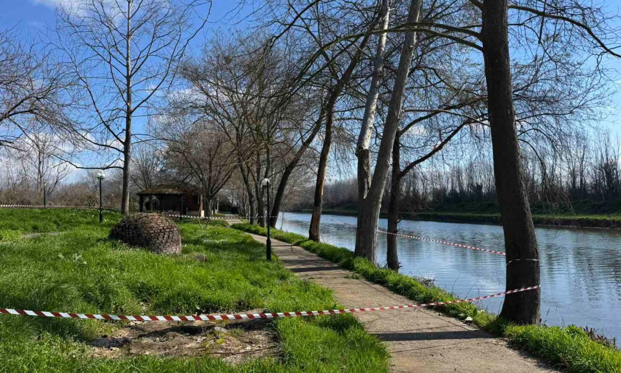 Κρούσματα έλκους πλατάνου εντοπίστηκαν στην Πέλλα – Μέτρα προστασίας από τον δήμο και το δασαρχείο