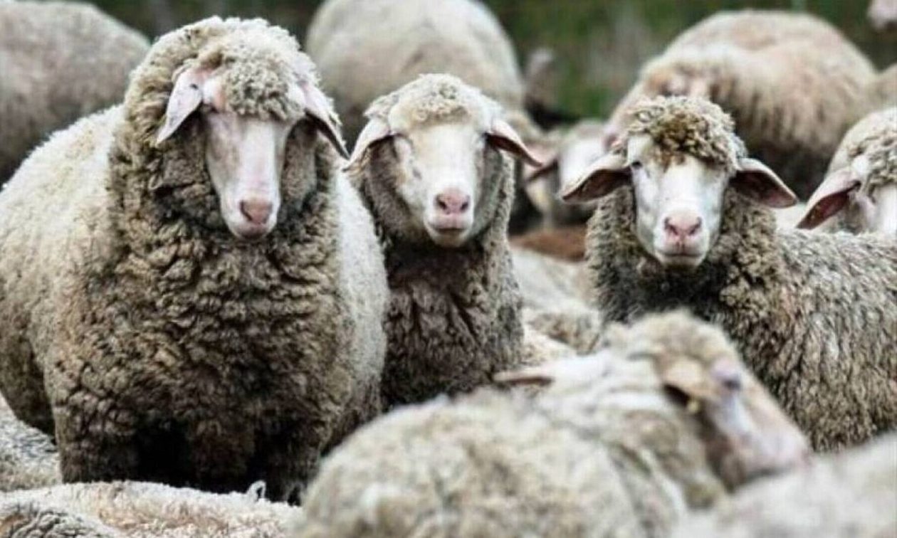 Ευλογιά αιγοπροβάτων: Συνεχίζονται τα μέτρα για την αντιμετώπιση της νόσου