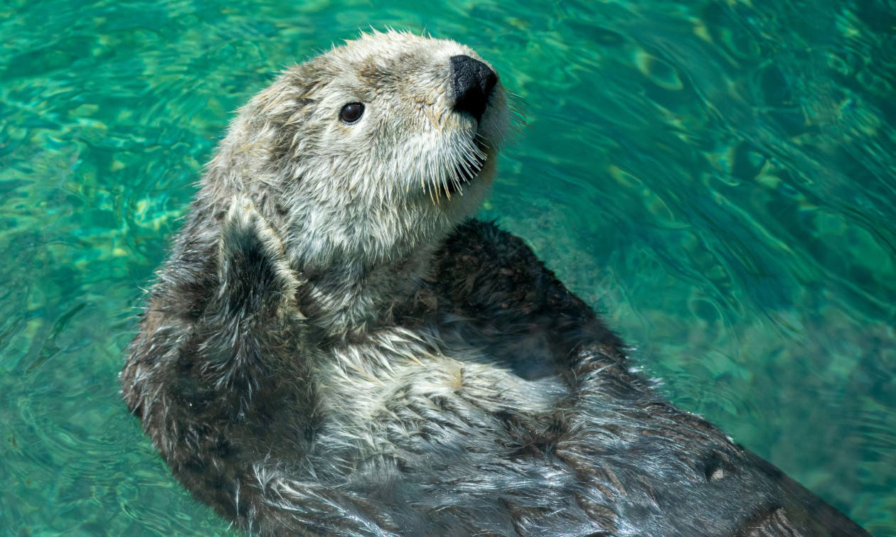 ΗΠΑ: Τα «φλεγόμενα» ποτάμια καθάρισαν και οι ενυδρίδες επέστρεψαν στο σπίτι τους