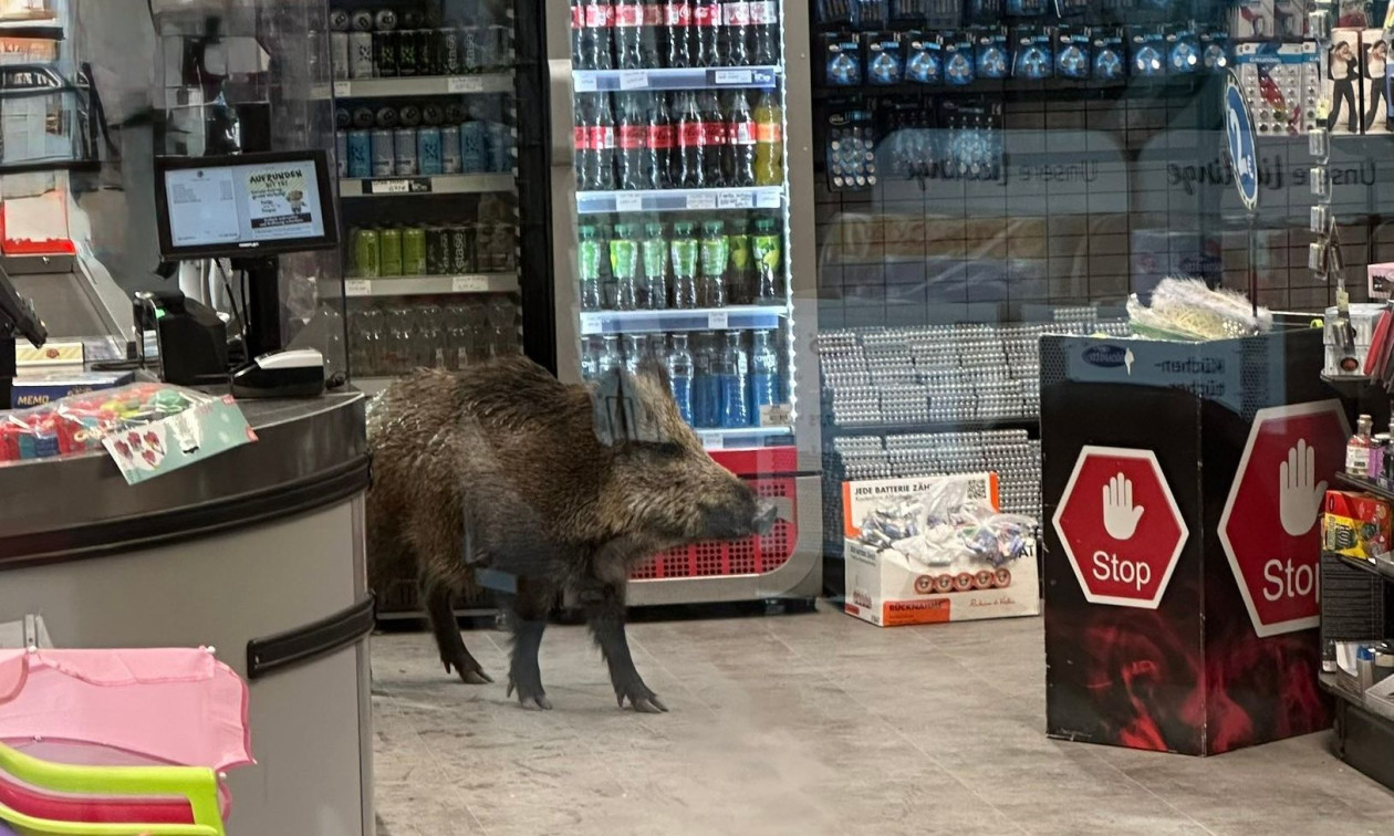 Βερολίνο: Αγριογούρουνο έκανε… βόλτα σε εμπορικό κέντρο – Το έδιωξαν αστυνομικοί με ασπίδες