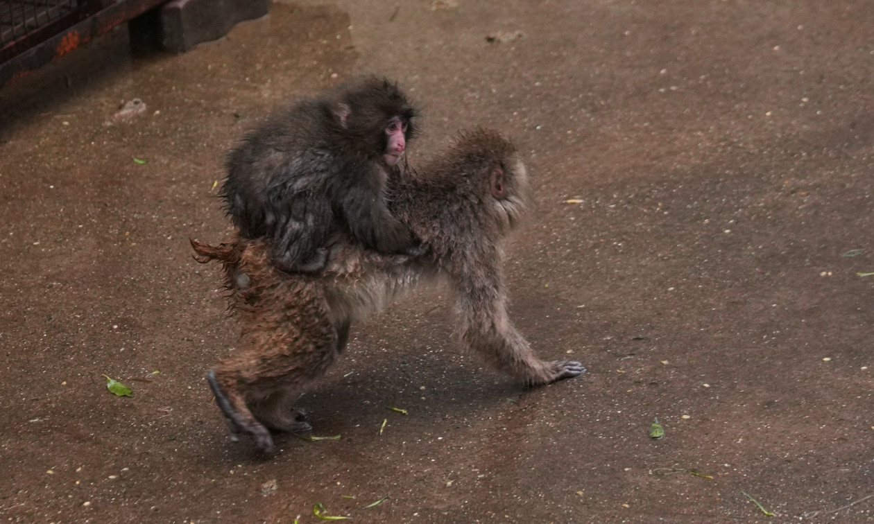 Ιαπωνία: Ο Punch το μαϊμουδάκι κάνει φίλους και προσαρμόζεται στη ζωή του ζωολογικού κήπου