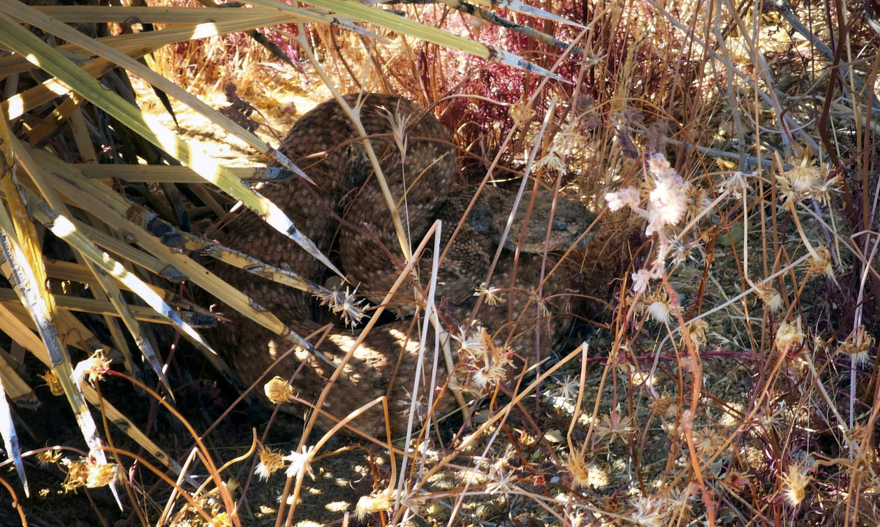 Ένα αποκαλυπτικό πείραμα: Τα ζώα φοβούνται ενστικτωδώς τον ήχο του κροταλία