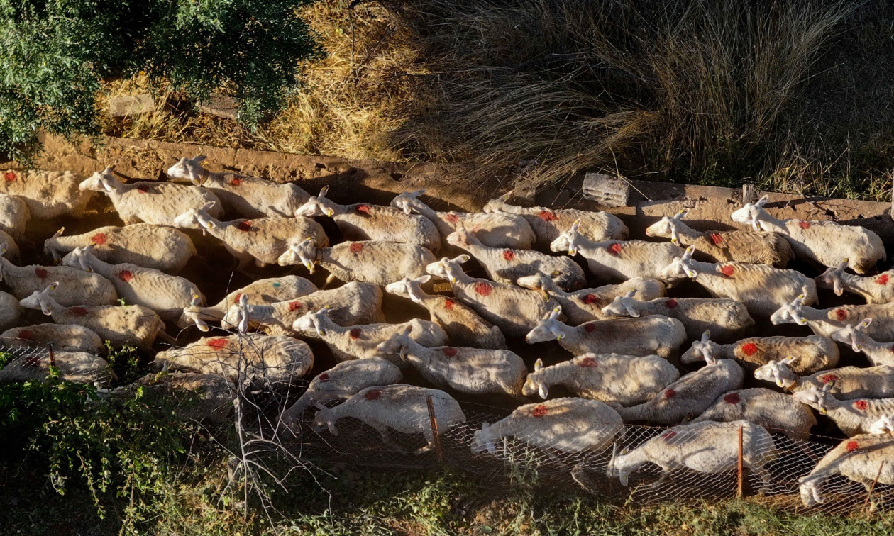 Μυτιλήνη: Σε κατάσταση έκτακτης ανάγκης το νησί λόγω αφθώδους πυρετού