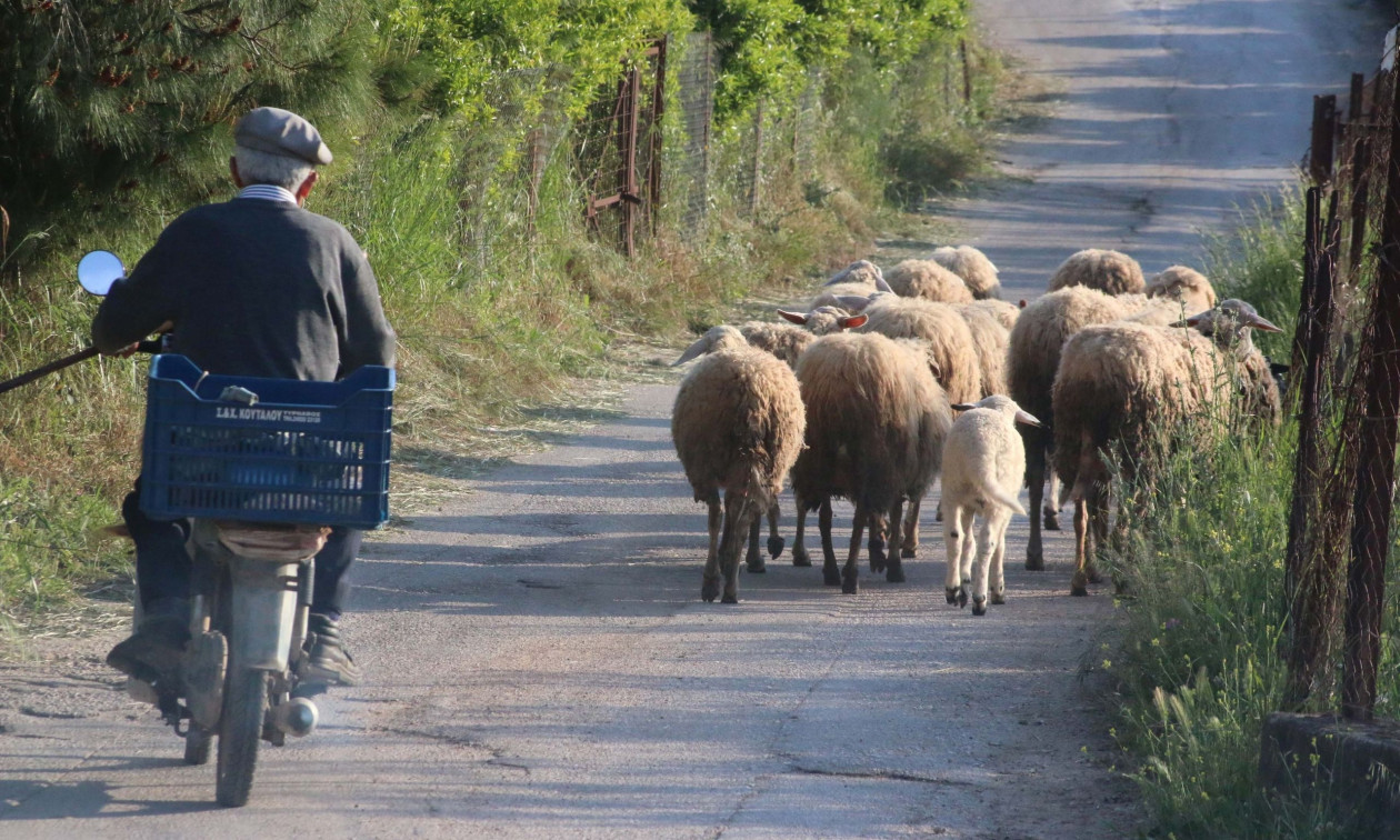 Μυτιλήνη: Εντοπίστηκαν τρία νέα κρούσματα αφθώδους πυρετού – Τα μέτρα που εφαρμόζονται