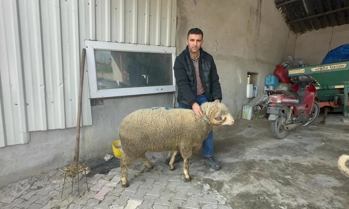 Κριάρι «πρωταθλητής» στην Τουρκία: «Εξαντλήθηκαν» οι παραγγελίες για τους… απογόνους του