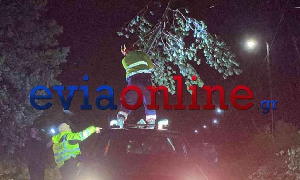 Κακοκαιρία Erminio – Εύβοια: Πτώση δένδρου σε κεντρικό δρόμο – Στο σημείο συνεργείο του ΔΕΔΔΗΕ