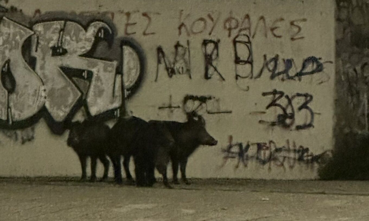 Βόλος: Αγριογούρουνα εμφανίστηκαν κοντά σε περιφερειακό δρόμο