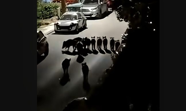 Θεσσαλονίκη: Αγέλη αγριογούρουνων κάνει βόλτες ανενόχλητη έξω από σπίτια στο Πανόραμα
