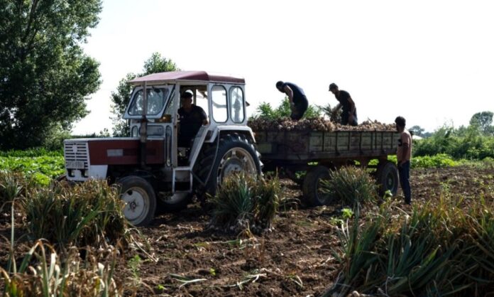 1727526-f1071689-agrotismaketa.jpg