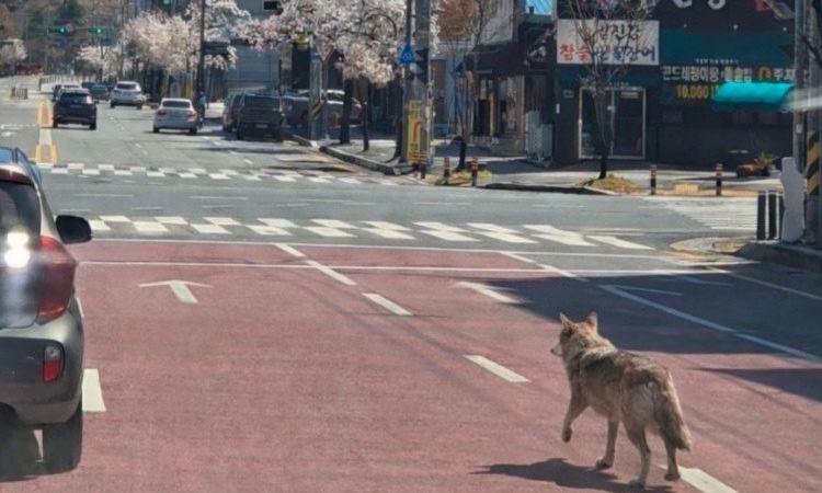 Άνω κάτω πόλη 1,5 εκατ. κατοίκων για τον «δραπέτη» λύκο – Έκλεισε σχολείο για ασφάλεια
