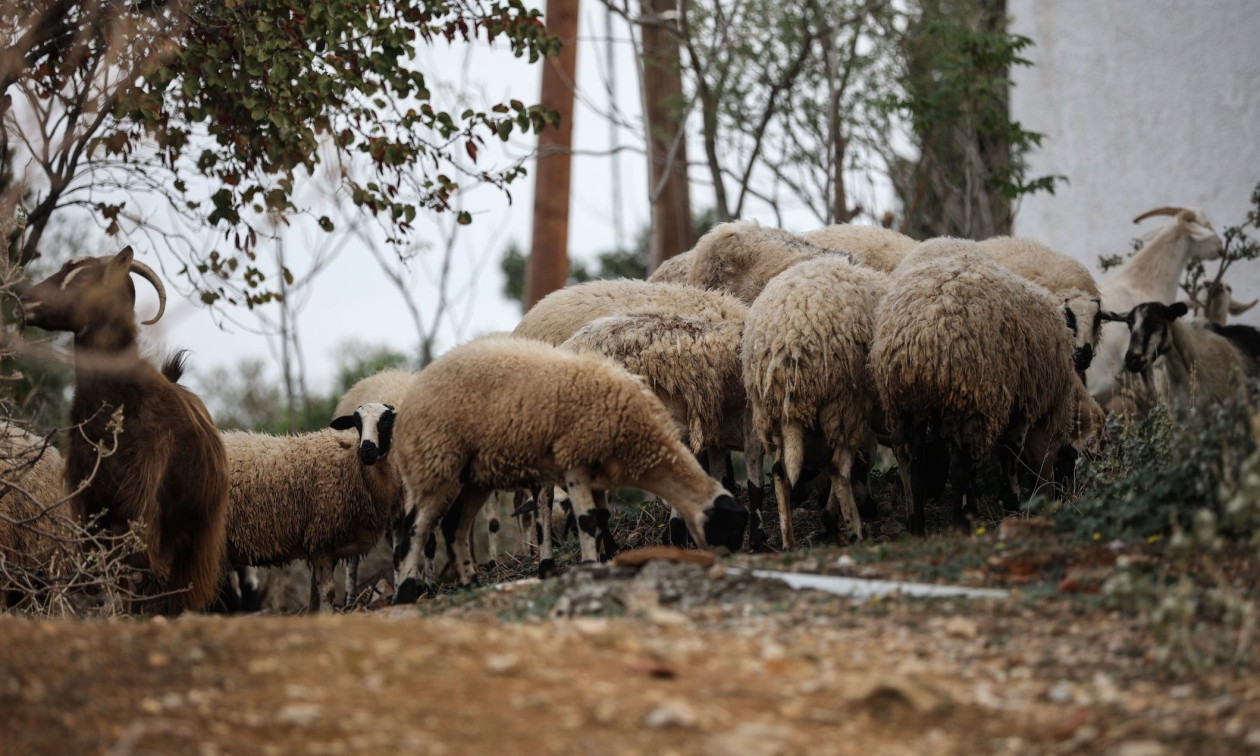 Μυτιλήνη: Κτηνοτρόφοι σε κινητοποιήσεις λόγω αφθώδους πυρετού