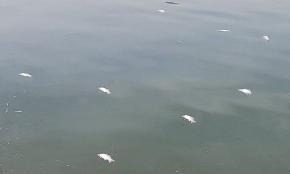 Ιωάννινα: Νεκρά ψάρια εντοπίζονται στη λίμνη Παμβώτιδα – Άμεση κινητοποίηση του δήμου