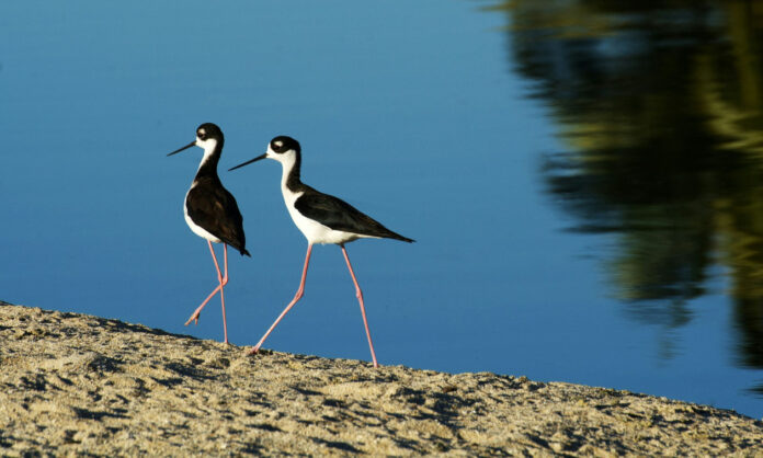1729880-0efd4c8f-hawaiian-stilt-u.jpg