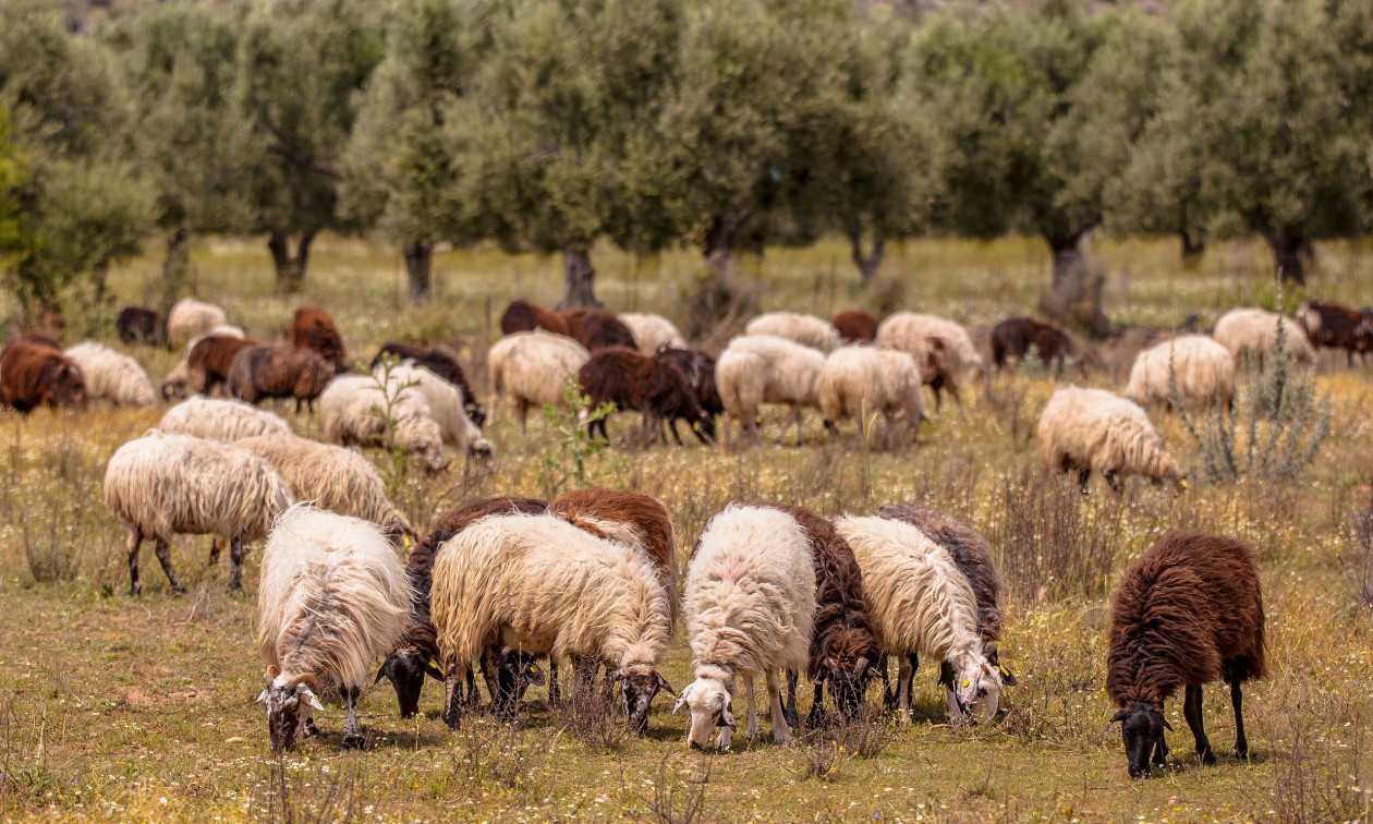 Aφθώδης πυρετός: Αναστολή φορολογικών και ασφαλιστικών υποχρεώσεων και απαλλαγή από δημοτικά τέλη