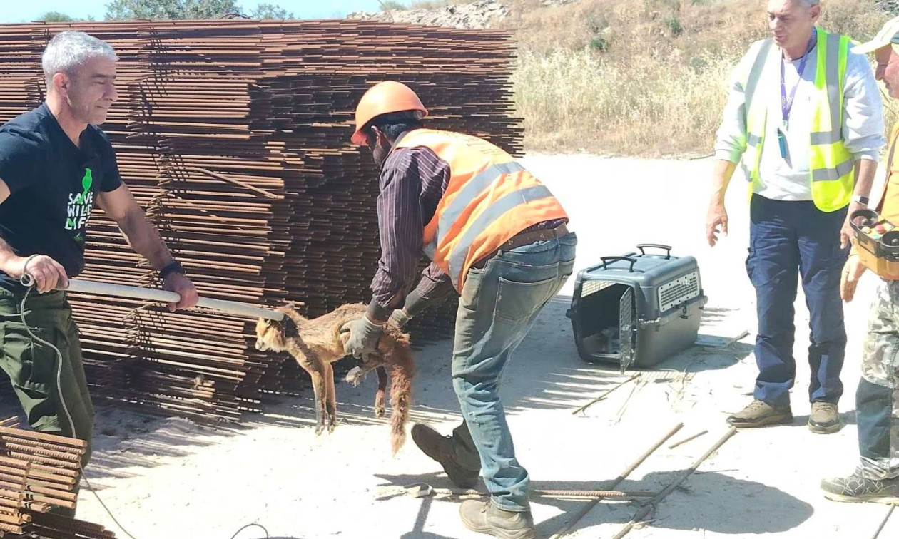 Ελληνικό: Εντοπίστηκε τραυματισμένη αλεπού σε εργοτάξιο – Δίνει μάχη για να επανέλθει