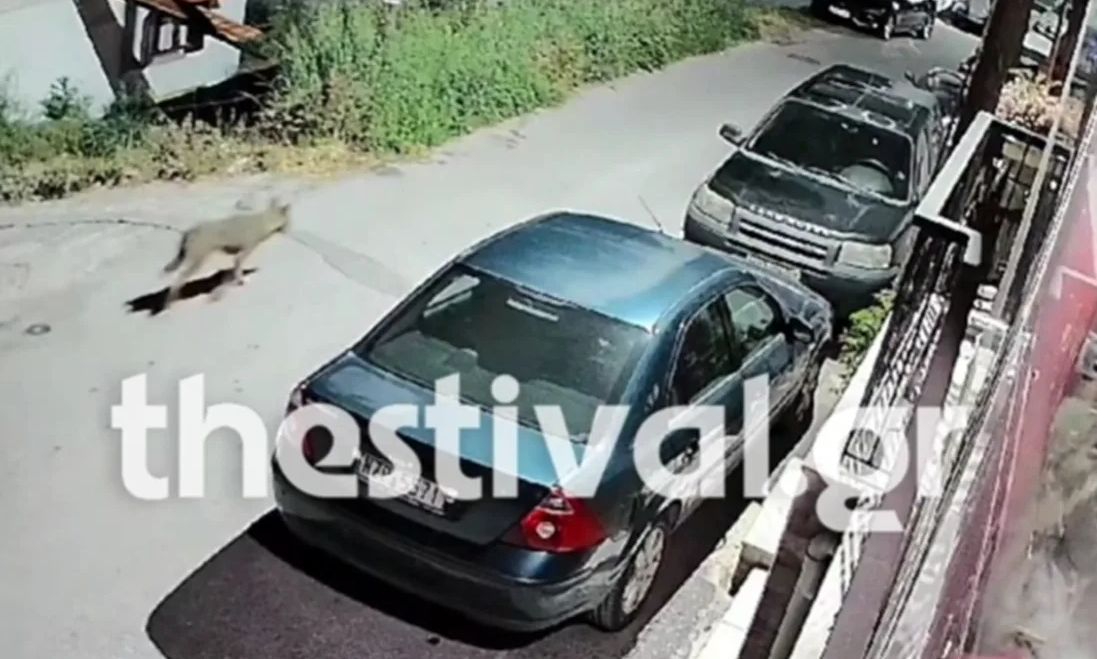 Θεσσαλονίκη: Λύκος εμφανίστηκε στα Μετέωρα – Καταγράφηκε από κάμερα ασφαλείας