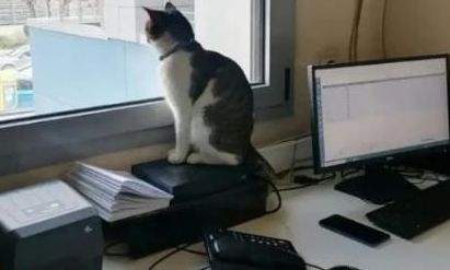 Βόλου: Ο γάτος που ζει στο βιοχημικό εργαστήριο του Νοσοκομείου προκάλεσε ΕΔΕ με την παρουσία του