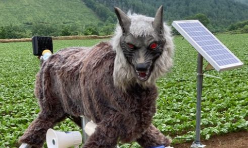 «Monster Wolves»: Ο στρατός των ρομπότ – λύκων της Ιαπωνίας για να τρομάξει τις αρκούδες