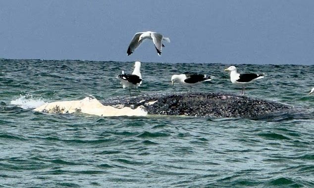 Τίμι: Φόβοι ότι η φάλαινα της οποίας η επιχείρηση σωτηρίας κόστισε £1,3 εκατ. εκβράστηκε νεκρή