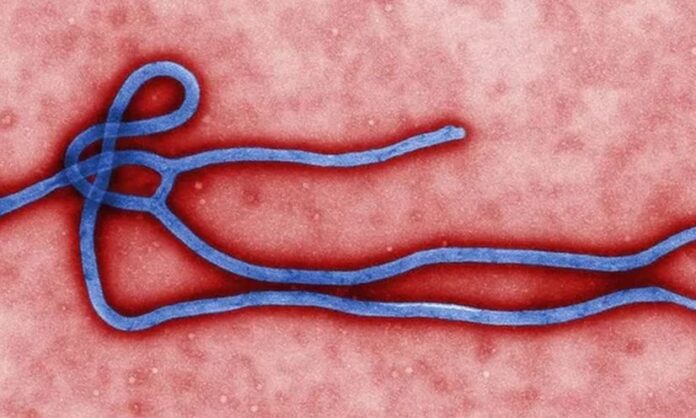 1736328-ebola-3.jpg