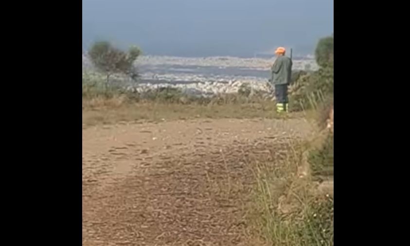 Πεντέλη: Σκοτώνουν με καραμπίνες αγριογούρουνα που κόβουν βόλτες – Ανησυχία στους κατοίκους