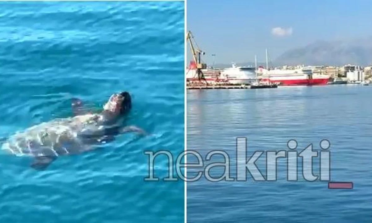 Ηράκλειο: Θαλάσσια χελώνα εντοπίστηκε να κολυμπά στα νερά του λιμανιού – Δείτε βίντεο