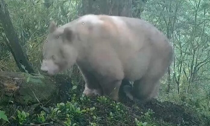 1737836-128db857-2026-05-23t104920z-1-lwd001jtuazjd-rtrwnev-c-6621-china-white-panda-footage-00-00-39-19-still001-768x432.jpg