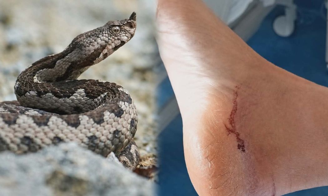 Αγρίνιο: Φίδι δάγκωσε και τραυμάτισε γυναίκα – Δείτε βίντεο
